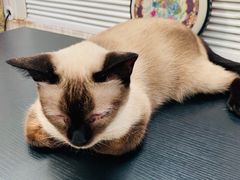 -猫小院猫主题咖啡厅(北锣店)