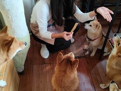 -柴犬高等学院·狗咖·柴犬售卖·宠物训练