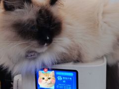 -共舞时光猫咖·狗咖(新街口店)