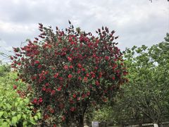 -桤木河湿地公园