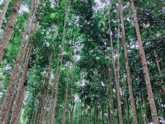 -中国科学院西双版纳热带植物园