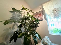 -默迹咖啡馆