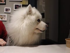 -百好乐宠物友好餐厅(朝外大街店)