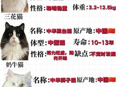 -喵百万·布偶·蓝金金渐层英短·猫舍(百子湾店)