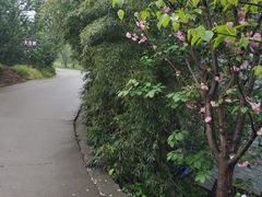 -樱桃山旅游景区