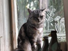 -海边的猫和咖啡馆