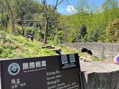 -都江堰中华大熊猫苑