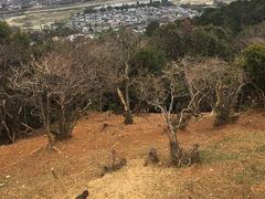 -岚山猴子公园