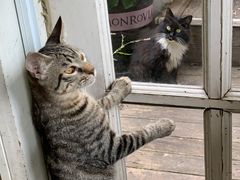-海边的猫和咖啡馆