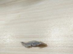 -鸡鸣汤包(仙林店)