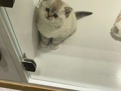 -lincat·猫舍(广州店)