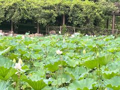 -上海醉白池公园