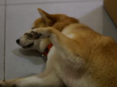 -柴务处·柴犬主题狗咖