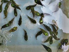 -清平路水族市场