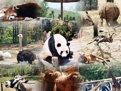 -大连森林动物园