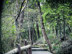 -铁山坪森林公园