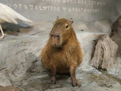 -Zoolung Zoolung动物主题公园(海信广场店)