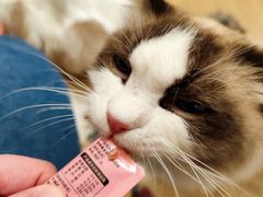 -唐小姐の私宠·宠物洗护美容·撸猫馆·购宠(周浦万达旗舰店)