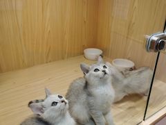-屋虎猫馆(宝安大仟里店)