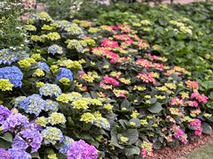 -深圳仙湖植物园