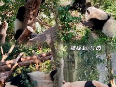 -成都大熊猫繁育研究基地