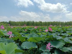 -渌洋湖湿地公园