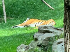 -北京野生动物园
