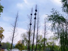 -洋湖国家湿地公园