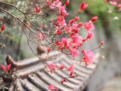 -木兰云雾山