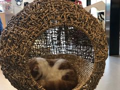 -飞行喵MR PILOT|猫舍·猫咖(静安大融城店)