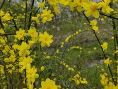 -两河城市森林公园