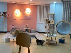 -喵宠乐园·撸猫互动·猫舍