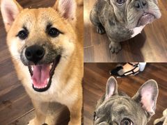 -柯斗斗主题餐厅·狗咖·围炉煮茶·茶饮(国瑞升平里店)