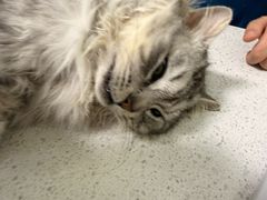 -天宠宠物医院24小时·急重症诊疗中心·全科·腔镜特色(和平分院)