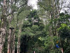 -深圳仙湖植物园