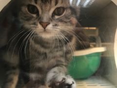 -lincat·猫舍(广州店)