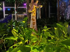 -南宫五洲植物乐园