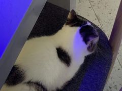 -喵园·猫主题咖啡厅·撸猫·猫咖(国贸店)