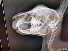 -爱侣宠医·鹦鹉专科·小型哺乳类·异宠专科(灵石路店)