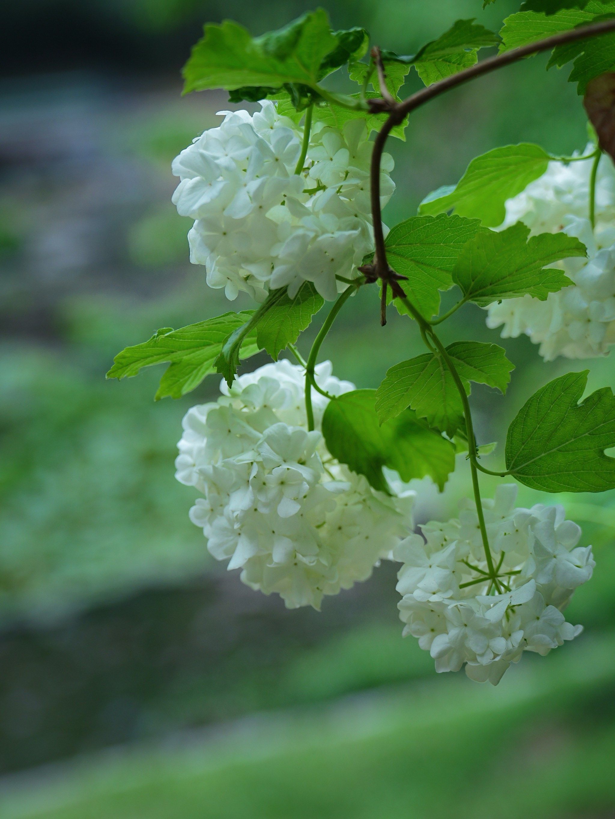 4.26实拍❗️比奥森更好拍的绣球花在这附机位