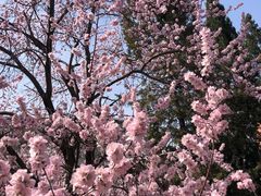 -桃花堤公园