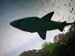 -瑞普利水族馆