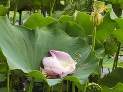 -莲花池公园