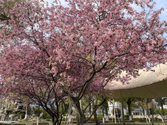 -七宝老街-闵行市民文化广场