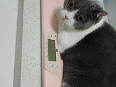 -伟伟宠物医院·瑞派猫友好医院·猫科(光谷店)