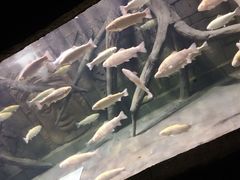 -梦幻海洋王国(吾悦广场张家港店)