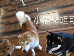 -豆柴町-柴犬主题狗咖(红鼎国际C座店)