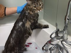 -达爱动物医院·犬猫分区·CT·复杂眼科(远洋山水分院)