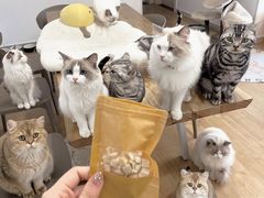 -有喵·猫咖·狗咖·30几只猫10只小狗(岗厦店)