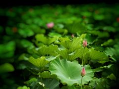 -高子水居
